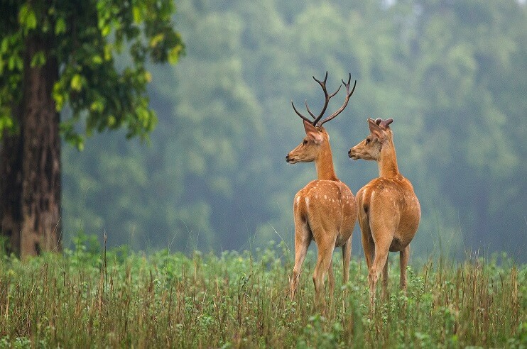 Barasingha Conservation in Kanha