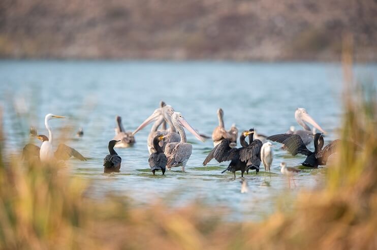 Birding in Madhya Pradesh