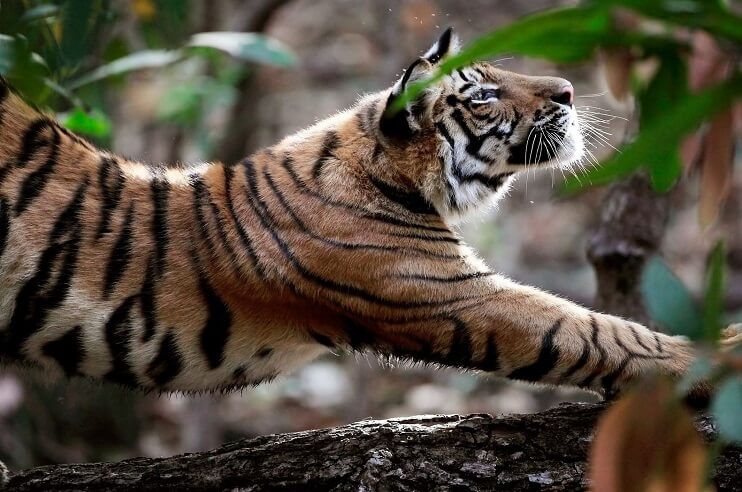 Fierce Tigers in Madhya Pradesh