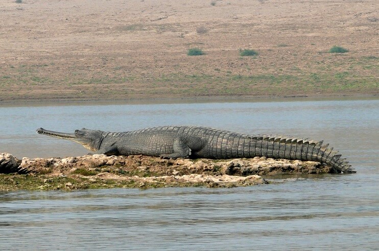 Gharial Conservation in Chambal