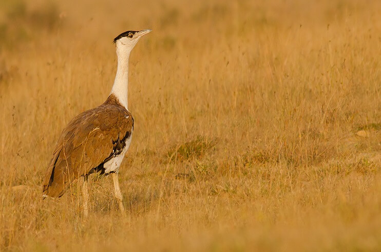 Great Indian Bustard Conservation