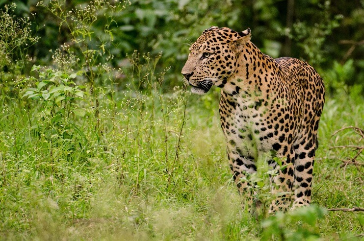 Leopard Conservation in India