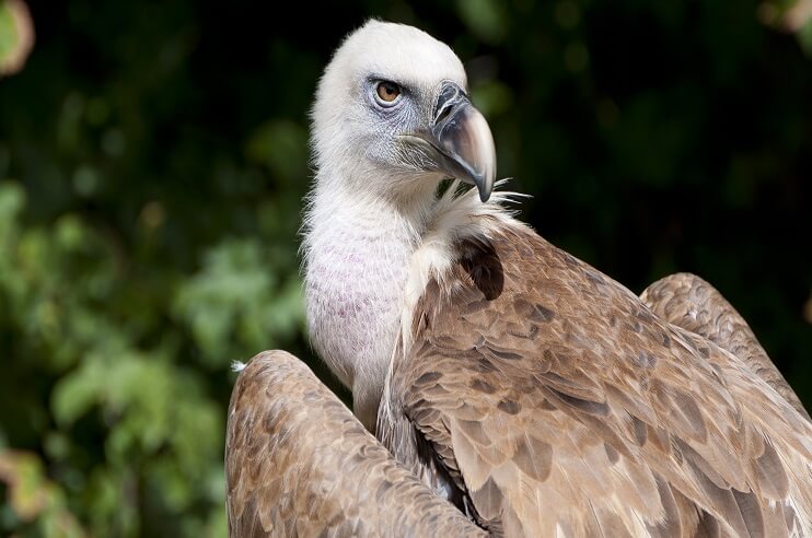 Vulture Conservation India