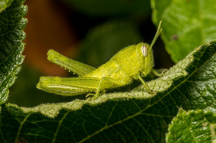 grasshoppers lush greenery