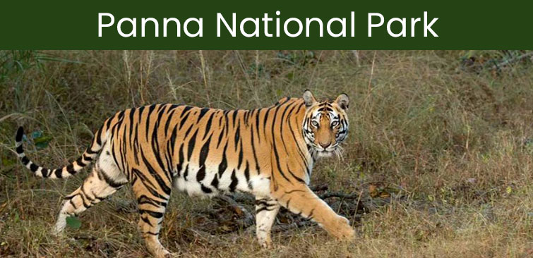 Panna National Park Blog | Latest Wildlife News from Panna Tiger Reserve