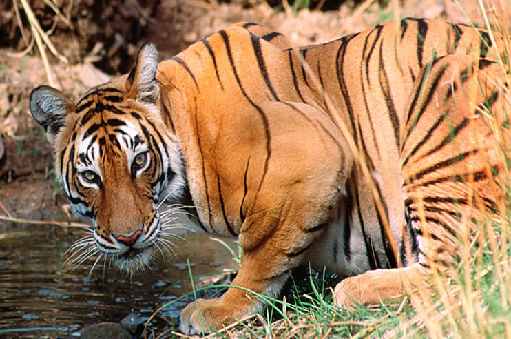 tiger-drinking-water-panna-park