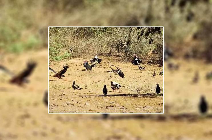 160 Vultures Found Near Panna Tiger Reserve