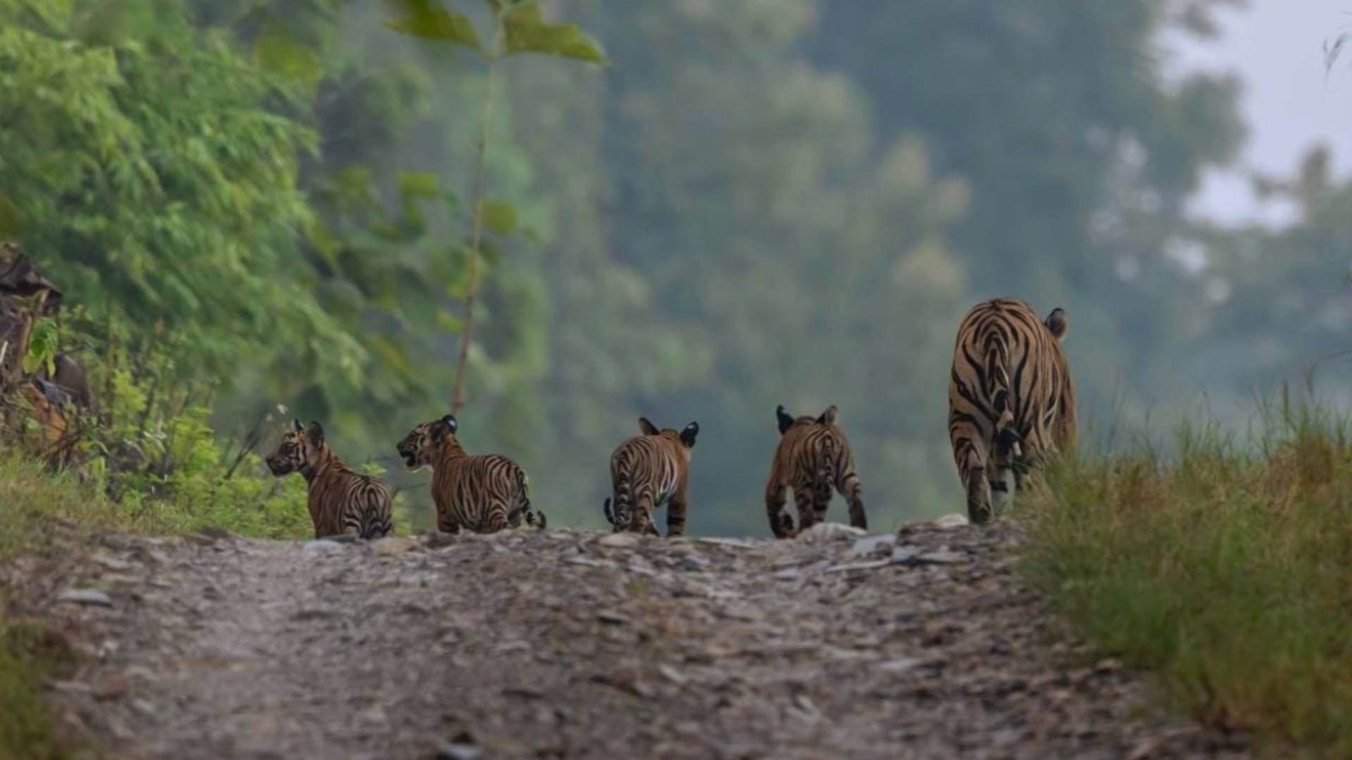 Tigress Spotted with Cubs in Panna National Park