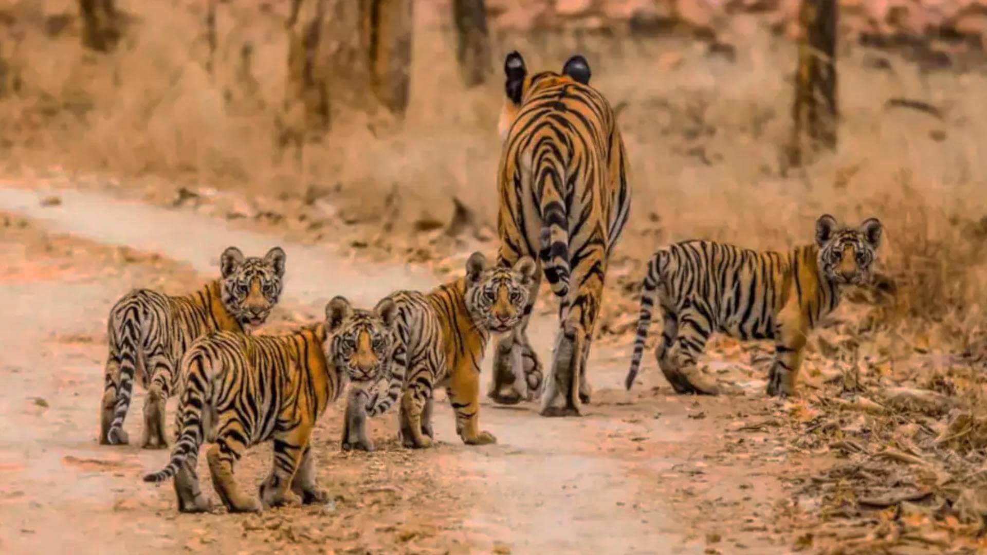 Tigress Spotted with Cubs in Panna Tiger Reserve