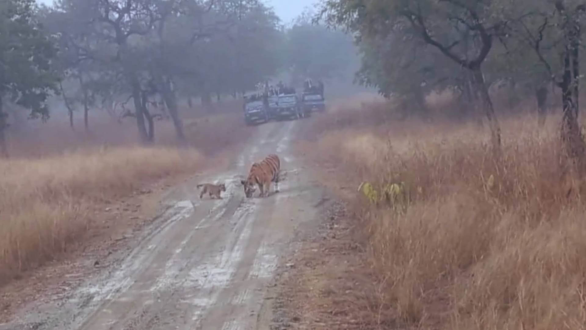 Tigress P-151 Spotted with Cubs at Panna Tiger Reserve