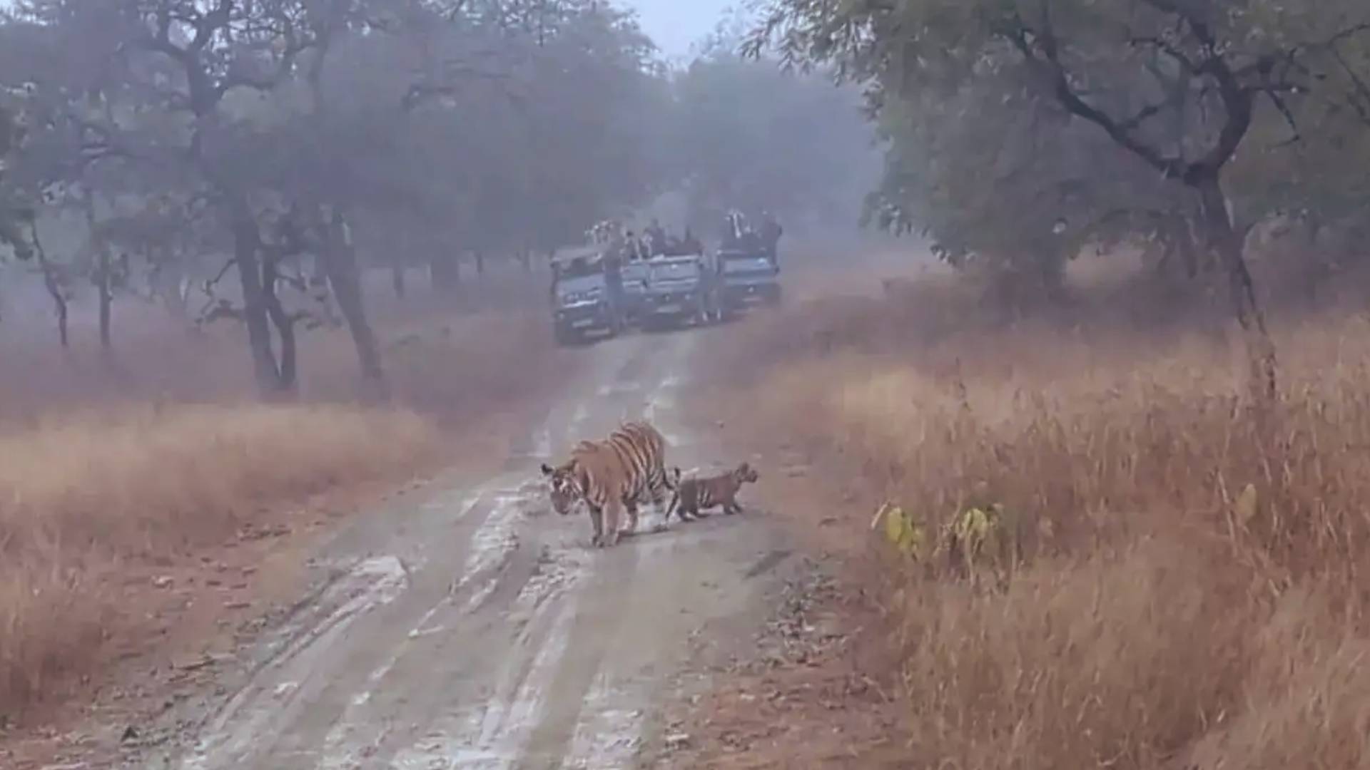 Tigress P-151 Spotted with Cubs