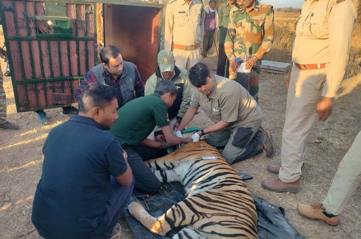 Panna Tigress Relocated to Madhav Tiger Reserve in MP