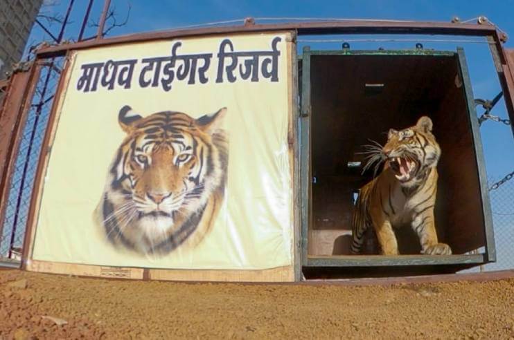 Madhav National Park Welcomes Tigress P-234 from Panna Tiger Reserve into its Territory